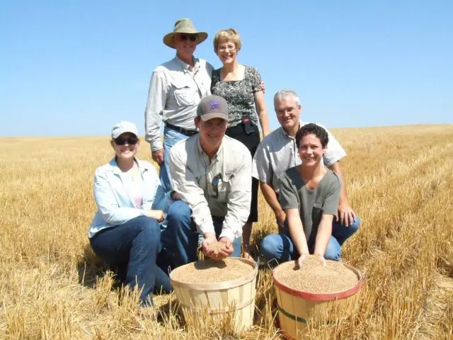The 25-billionth bushel of wheat cut in the state of Kansas