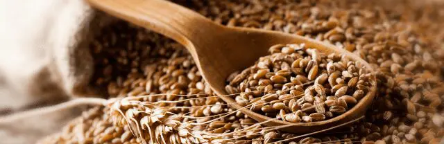 Photo: Whole wheat kernels, also known as wheat berries