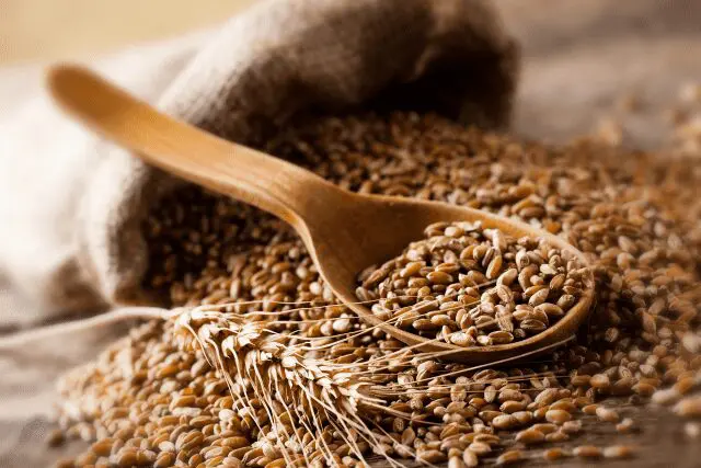 Photo: Whole wheat kernels with spoon.