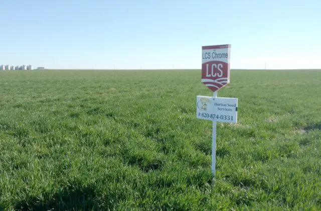 What are the signs next to fields? A variety sign next to a field of wheat.