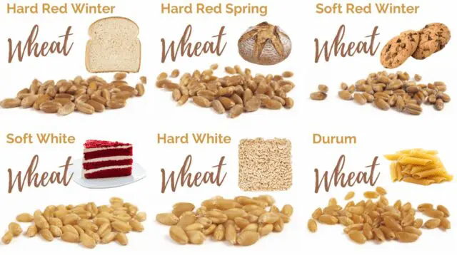 Classes of Wheat