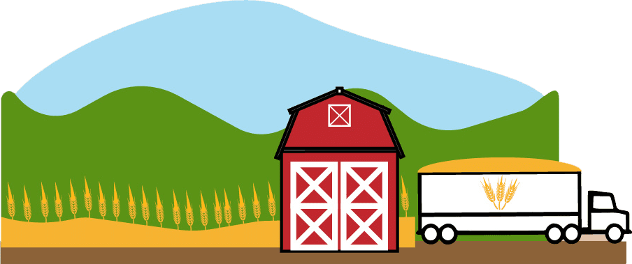 Image: Farmers spend time planting seeds, checking for disease and monitoring plant health until harvest. Combines harvest the wheat kernels, which are then loaded into a semi-truck.