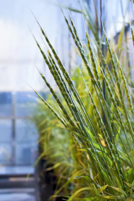 Ancient grains? Heritage varieties? What grain is what? This is aegilops tauschii is one of the three plants that bred together to create modern bread wheat.