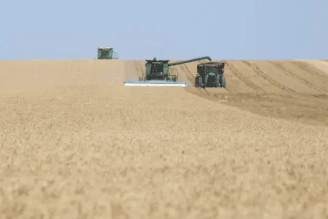 Photo: Combines and grain cart during wheat harvest.