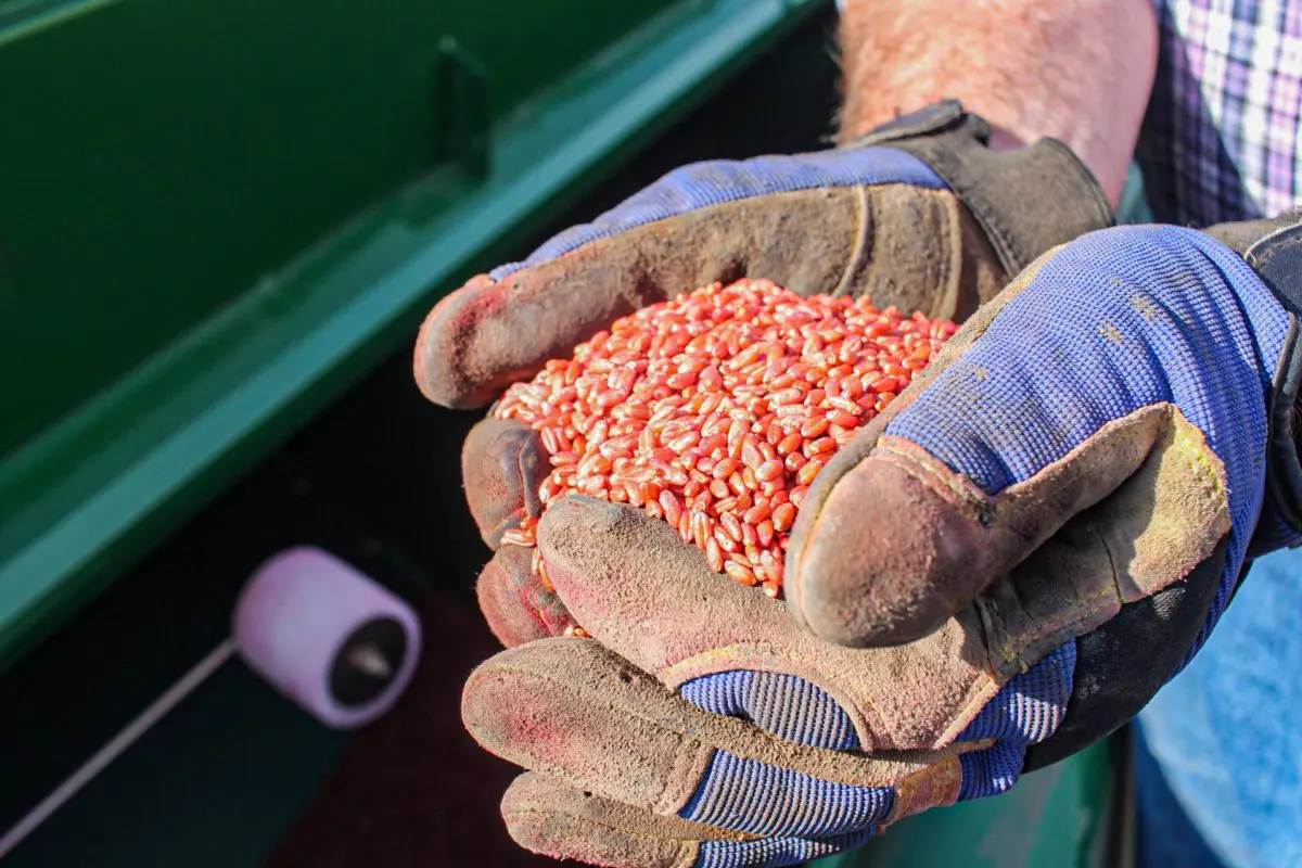 Why can seeds be brightly colored. Seed treatments can be an important part of establishing a healthy plant!