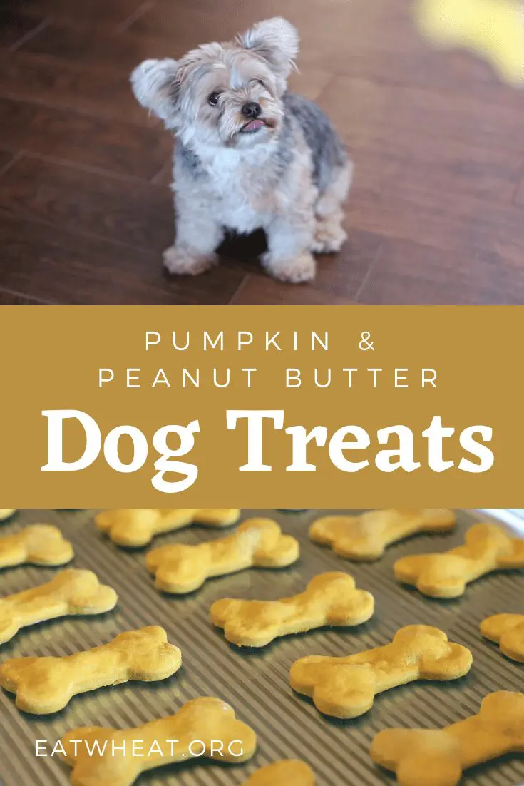 Image: Pumpkin and Peanut Butter Dog Treats.