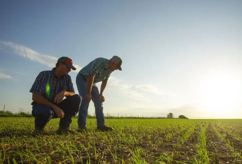 Image: Peters Farms.