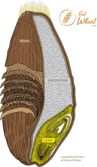 Image: A Kernel of Wheat illustration.