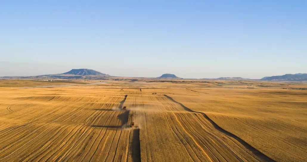Photo: Field of wheat at Hucke Farms.