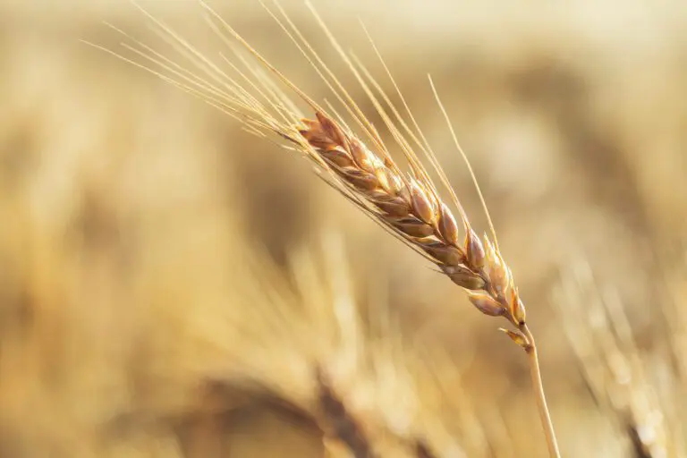 Golden Wheat head