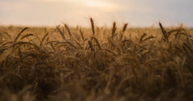 Photo: Mature Wheat Field.