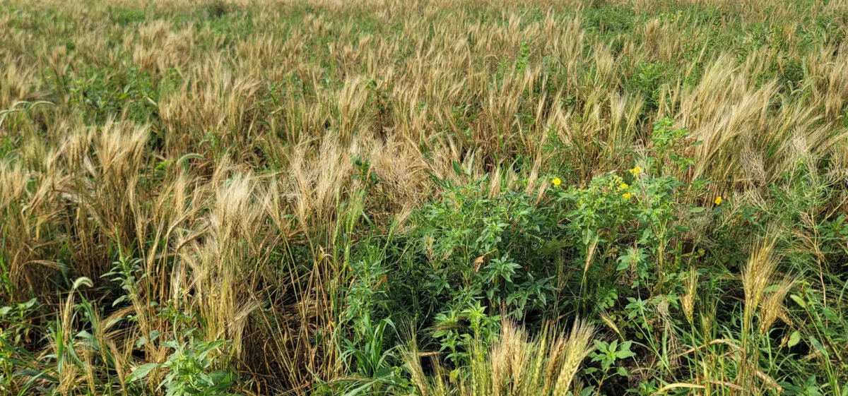 Photo: Weed pressure in mature wheat.
