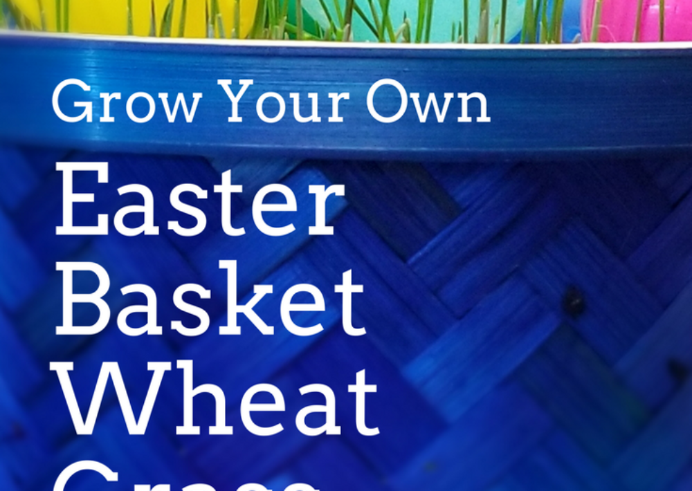 Photo: Grow Your Own Easter Basket filler with wheat grass.