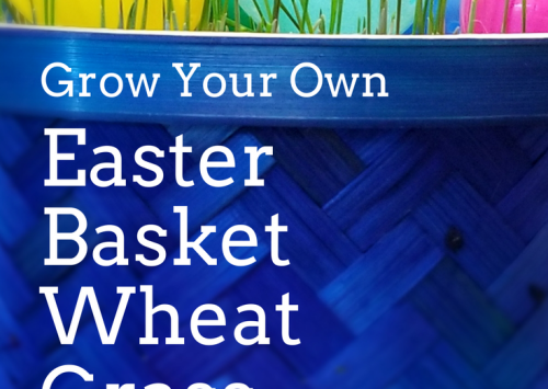 Photo: Grow Your Own Easter Basket filler with wheat grass.