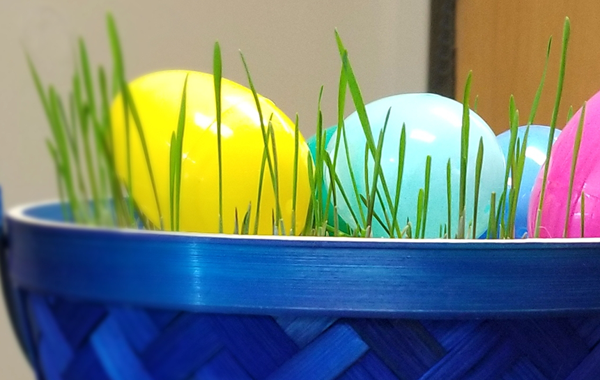Photo: Wheat Grass Easter Basket.