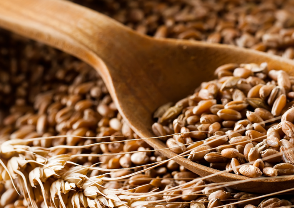 Photo: Whole wheat kernels, also known as wheat berries