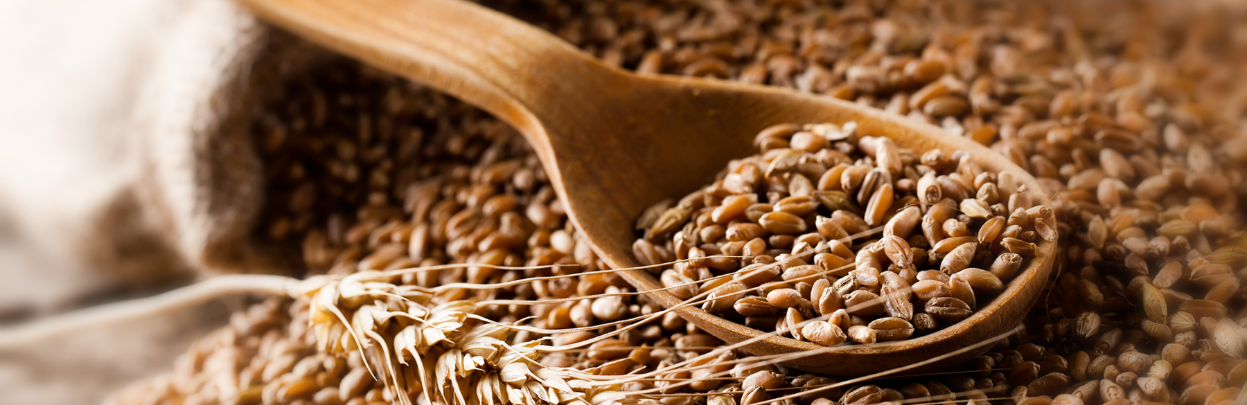 Wheat Berries Eat Wheat