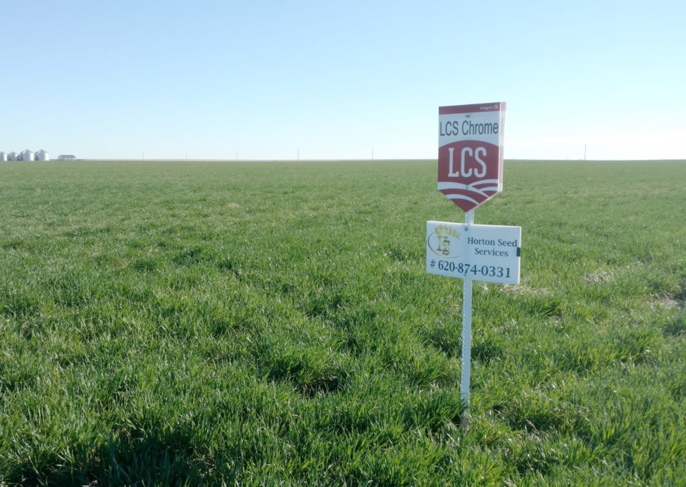 What are the signs next to fields? A variety sign next to a field of wheat.