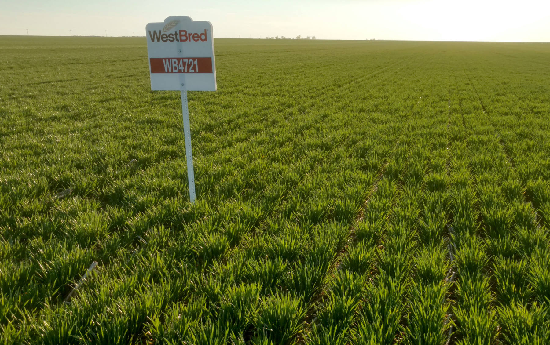 A variety sign next to a field of wheat.