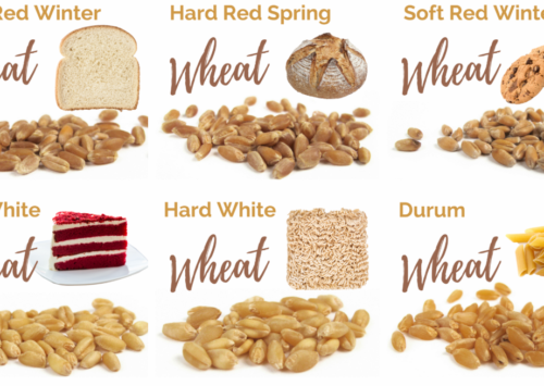 What kinds of wheat are there?