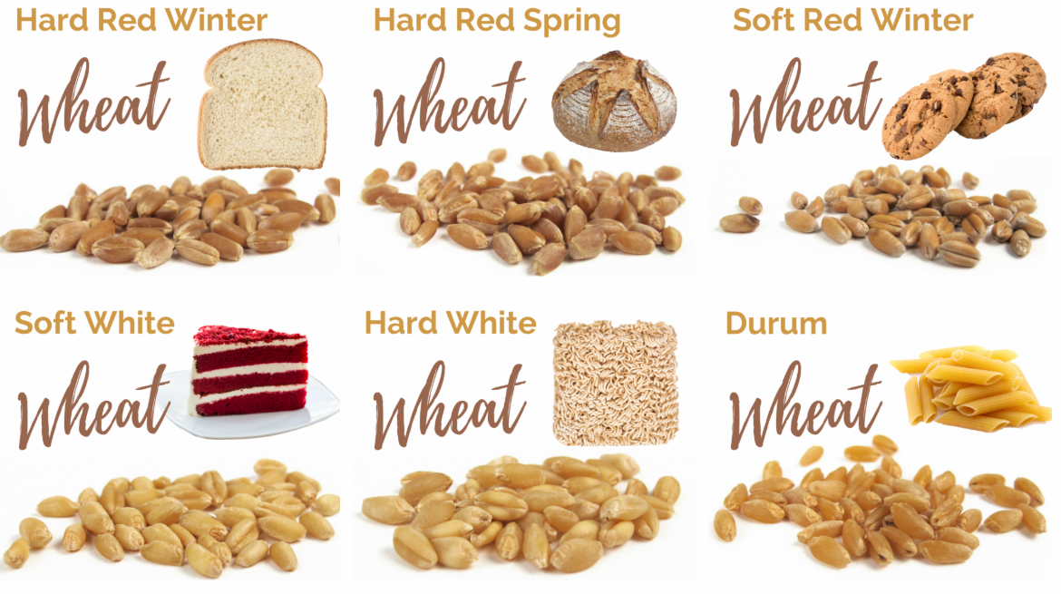 Classes Of Wheat Which Wheat For What EatWheat