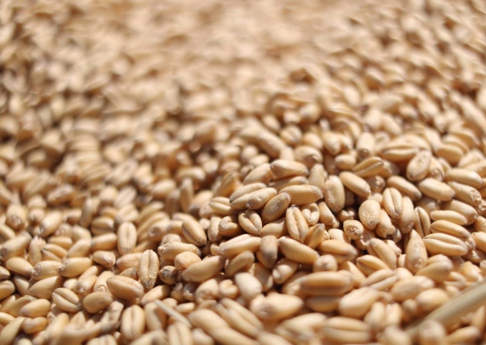 Wheat kernels in a pile.