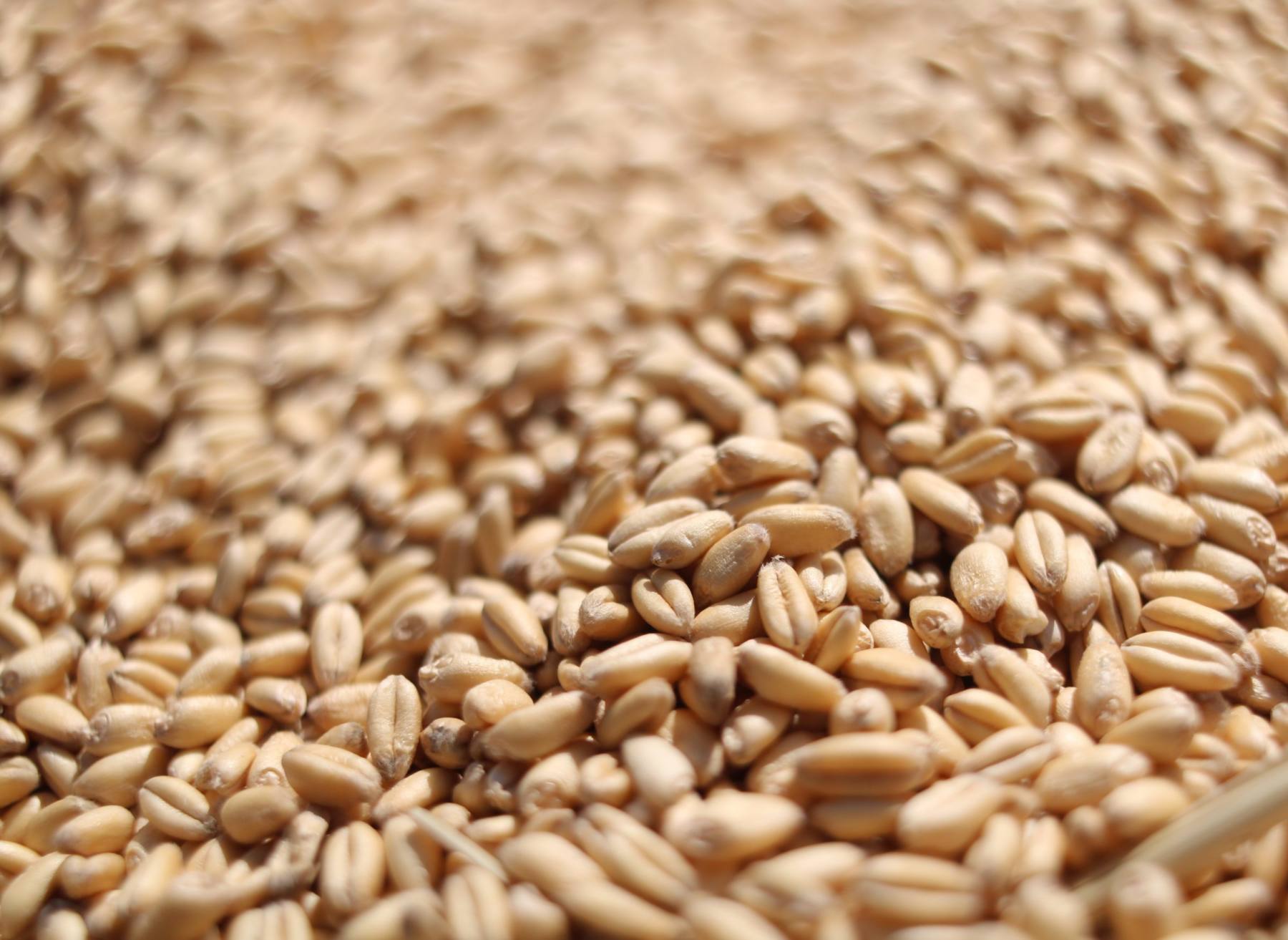 Wheat kernels in a pile.