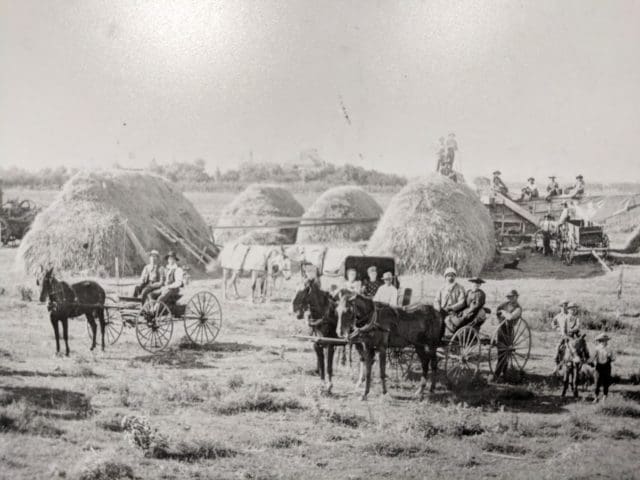 A harvest of a heritage wheat variety on a family farm south of Dodge City, Kansas. Year unknown. Image from Kansas State Historical Society.