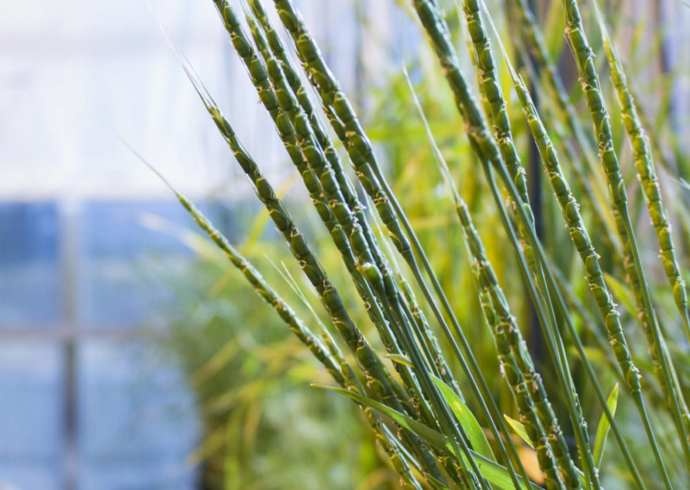 Ancient grains? Heritage varieties? What grain is what? This is aegilops tauschii is one of the three plants that bred together to create modern bread wheat.