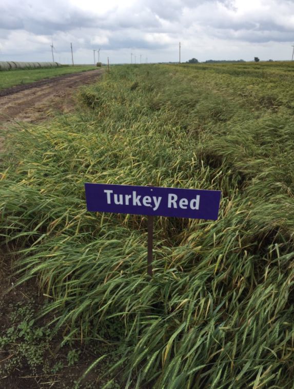 Turkey Red is a heritage wheat variety that was successfully introduced in Kansas in 1874. This is a modern photo, but notice how the plants are laying over, not standing straight like modern varieties. This makes harvesting difficult.