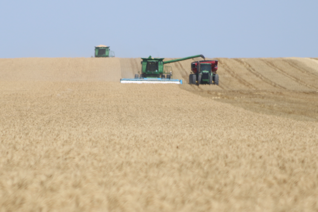 Photo: Combines and grain cart during wheat harvest.