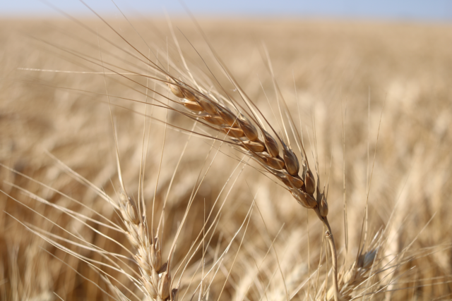 Photo: Wheat head ready to harvest.