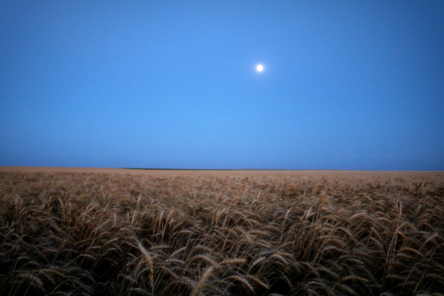 Photo: Mature wheat at night with moon.