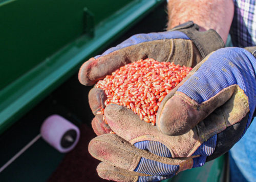 Why can seeds be brightly colored. Seed treatments can be an important part of establishing a healthy plant!