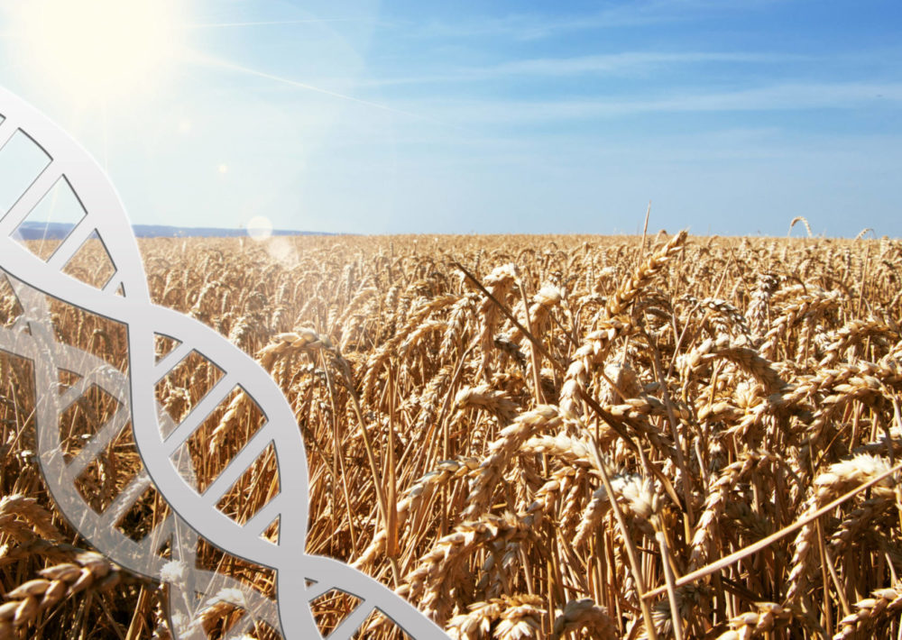 IMAGE: Gene Editing in Wheat CRISPR-CAS9. What is gene editing?