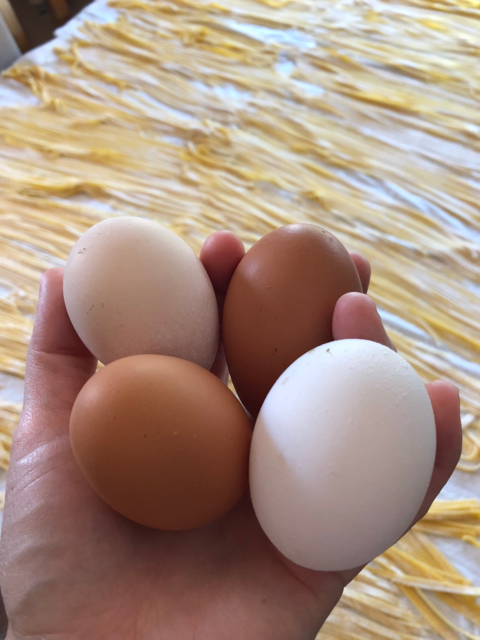 Photo: Eggs and homemade noodles.