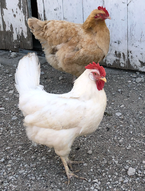 Photo: Hens on family farm.