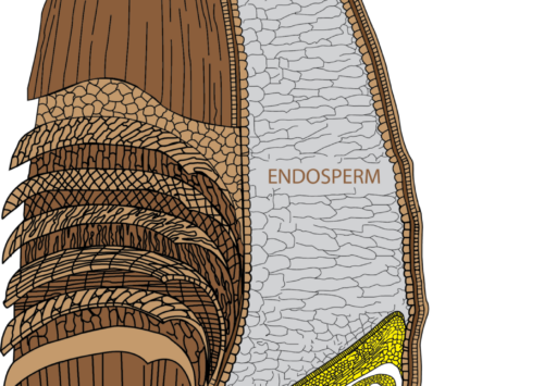 Image: A Kernel of Wheat illustration.