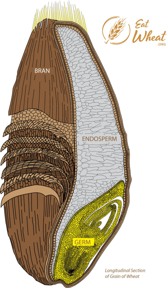 a-kernel-of-wheat-learn-eat-wheat