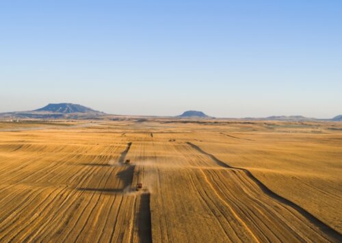 Photo: Field of wheat at Hucke Farms.