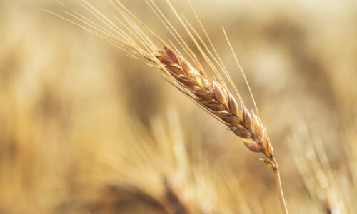 Golden Wheat head