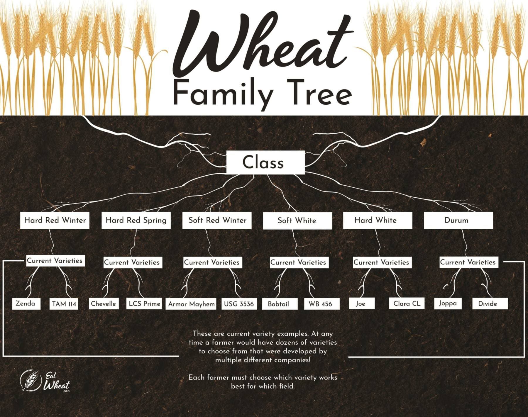 Wheat Family Tree What kinds of wheat are there? And what are those kinds good at making? We have all that information, and more at EatWheat.org!